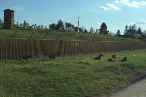Topolska ulica u Čantaviru puna pasa lutalica