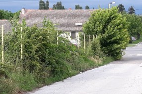 Korov u Verušićkoj ulici