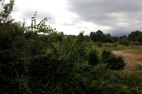 Korov u Verušićkoj ulici