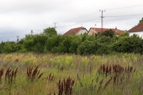 Korov u Verušićkoj ulici