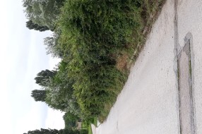 Korov u Verušićkoj ulici