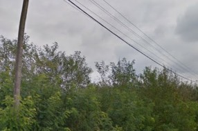 Prašuma u Erdutskoj ulici