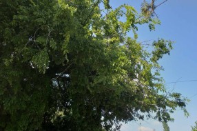 Orezivanje krošnji na javnoj površini (Ulica Dragiše Mišovića)