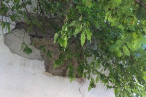 Orezivanje krošnji na javnoj površini (Ulica Dragiše Mišovića)