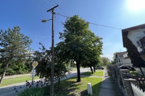 Strujne žice u krošnji (Pačirski put)
