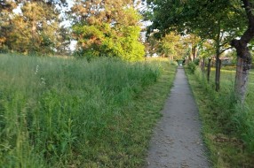 Visoka trava u parku na Bikovu