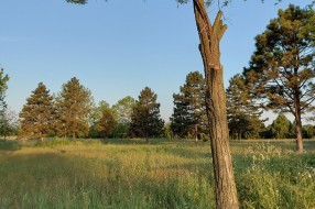Visoka trava u parku na Bikovu