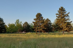 Visoka trava u parku na Bikovu