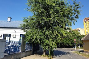 Neorezano drvo na javnoj površini na uglu Beogradskog puta i Blaška Rajića