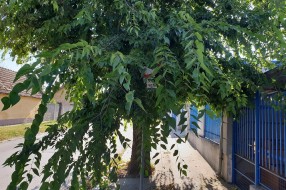 Neorezano drvo na javnoj površini na uglu Beogradskog puta i Blaška Rajića