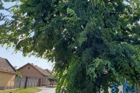 Neorezano drvo na javnoj površini na uglu Beogradskog puta i Blaška Rajića