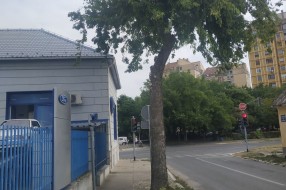Neorezano drvo na javnoj površini na uglu Beogradskog puta i Blaška Rajića