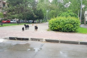 Psi lutalice u centru grada