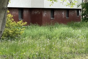 Visoka trava u Kireškoj ulici