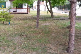 Visoka trava u Kireškoj ulici