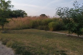 Trava i korov na stazi u ulici Frana Supila