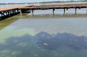 Uginula riba uz turistički deo Palićkog jezera