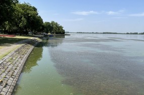 Uginula riba uz turistički deo Palićkog jezera