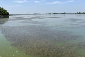 Uginula riba uz turistički deo Palićkog jezera