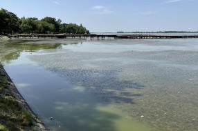 Uginula riba uz turistički deo Palićkog jezera