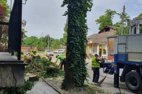 Oštećen trotoar prilikom sečenja drveća u Kireškoj ulici