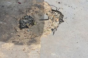 Oštećen trotoar prilikom sečenja drveća u Kireškoj ulici