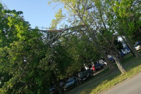 Polomljena grana tačno iznad pešačke staze (Magnetna polja)