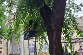Izbledeli pešački prelaz i zaklonjeni saobraćajni znakovi na uglu ulica Vladimira Nazora i Branislava Nušića