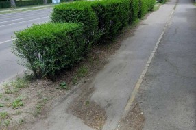Rupa na biciklističkoj stazi na Segedinskom putu