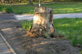 Panjevi u Dudovoj šumi