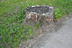 Panjevi u Dudovoj šumi