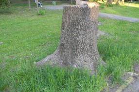 Panjevi u Dudovoj šumi