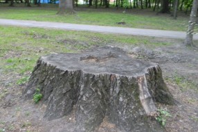 Panjevi u Dudovoj šumi