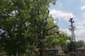 Posečene grane oraha u Daruvarskoj ulici, ko ih treba odneti?
