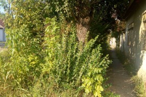 Veliko ruglo pred buvljakom (Velebitska ulica)