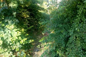 Veliko ruglo pred buvljakom (Velebitska ulica)