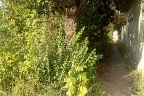 Veliko ruglo pred buvljakom (Velebitska ulica)