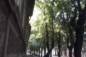 Orezivanje stabala u Ulici braće Radić