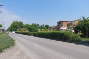 Živa ograda u ulici Đorđa Natoševića