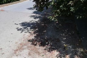 Od dugih grane ne može da se dođe do trotoara (Trogirska ulica)