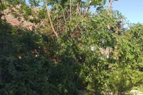Orezivanje stabala u ulici Ištvana Kizura