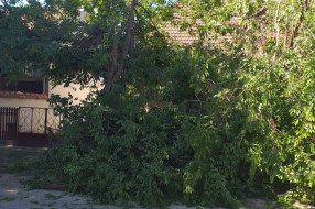Orezivanje stabala u ulici Ištvana Kizura