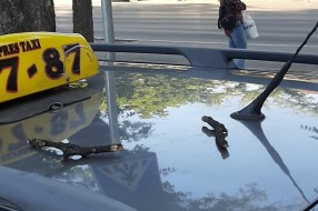 Padaju suve grane kod Trga žrtava fašizma po prolaznicima i automobilima