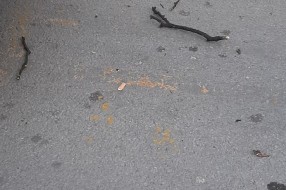 Padaju suve grane kod Trga žrtava fašizma po prolaznicima i automobilima
