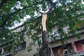 Stara i neorezana stabla u Šenoinoj ulici
