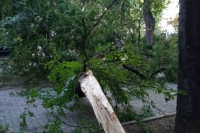 Stara i neorezana stabla u Šenoinoj ulici