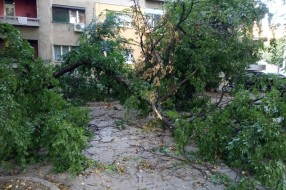 Stara i neorezana stabla u Šenoinoj ulici