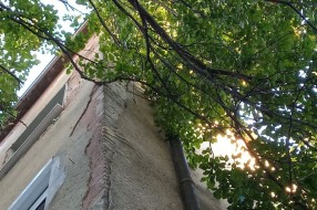 Stara i neorezana stabla u Šenoinoj ulici
