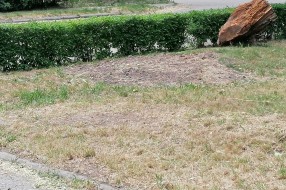 Problem sa stršljenovima u ulicama Heroja Pinkija i Pesničkoj