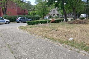 Problem sa stršljenovima u ulicama Heroja Pinkija i Pesničkoj